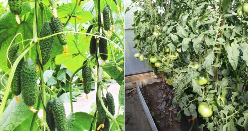 Je možné pestovať uhorky a paradajky spolu v rovnakom polykarbonátovom skleníku