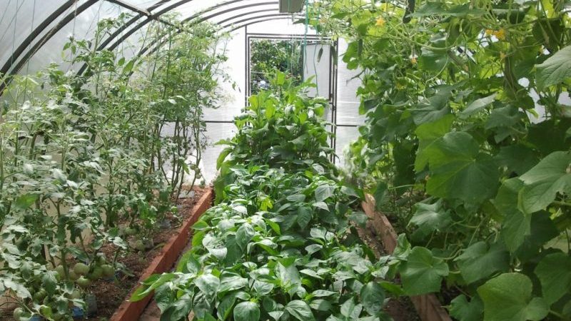 Posible bang lumago ang mga pipino at kamatis nang magkasama sa parehong polycarbonate greenhouse