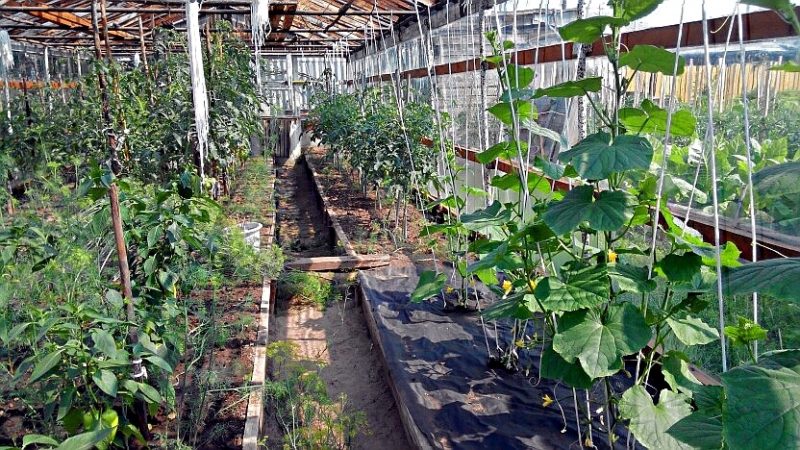 Är det möjligt att odla gurkor och tomater tillsammans i samma polykarbonat växthus