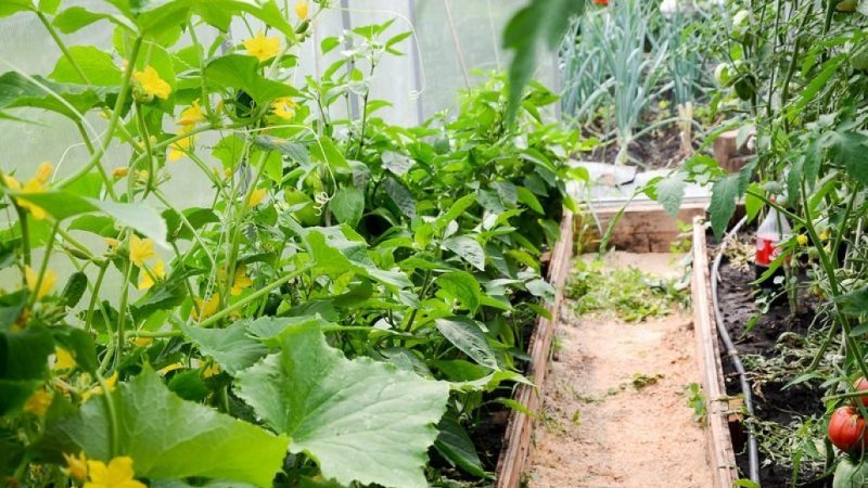 Är det möjligt att odla gurkor och tomater tillsammans i samma polykarbonat växthus