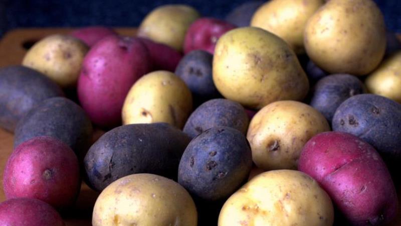 האם תפוחי אדמה גורמים לגז ומדוע הבטן מתנפחת ממנו?