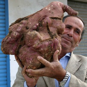 Wer hat die größte Kartoffel der Welt angebaut und wie sieht sie aus?