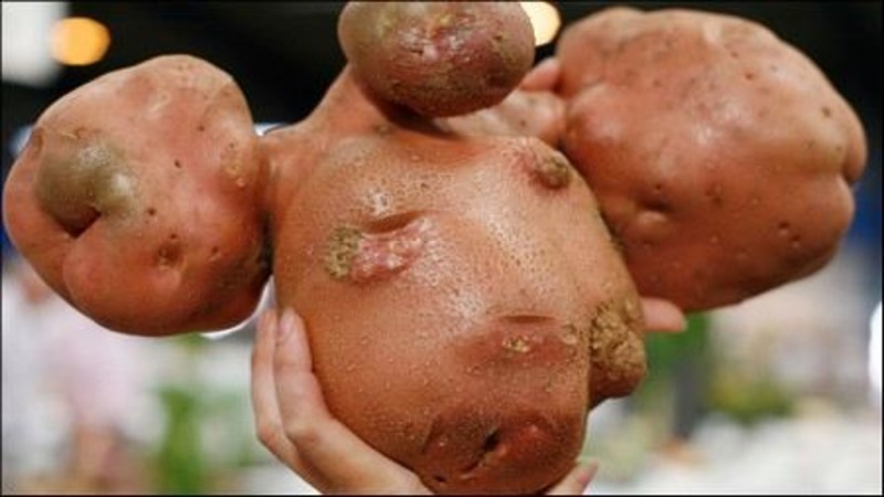 Kuka kasvatti maailman suurinta perunaa ja miltä se näyttää