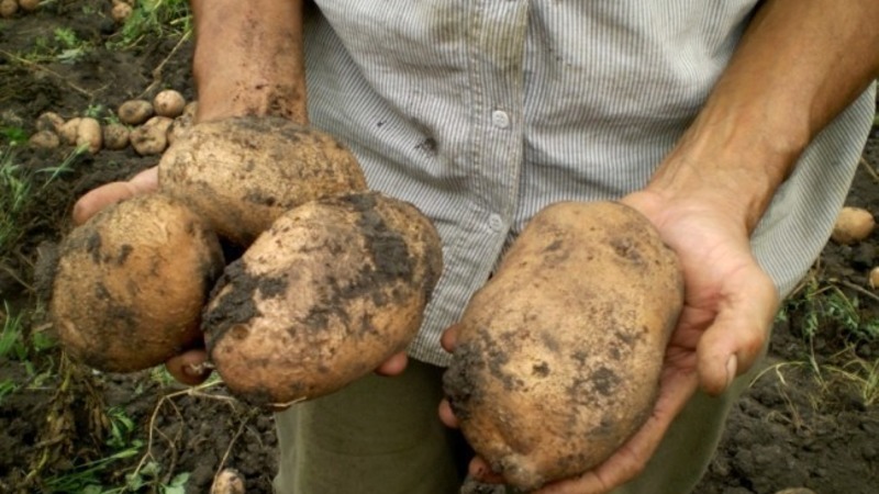 Who grew the largest potato in the world and what does it look like