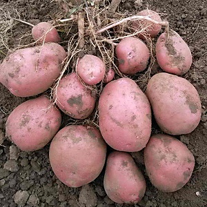 Sino ang lumaki ang pinakamalaking patatas sa mundo at ano ang hitsura nito