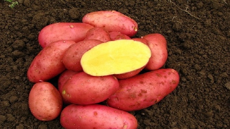 Middelmatige vroege, pretentieloze aardappelvariëteit Red Fantasy met heldere ovale knollen