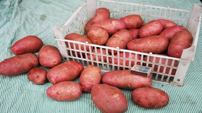 Medium early, unpretentious potato variety Red Fantasy with bright oval tubers