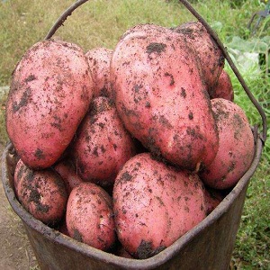 Stredne skorá, nenáročná odroda zemiakov Red Fantasy s jasnými oválnymi hľuzami