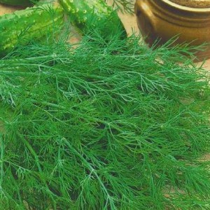 The best varieties of bush dill for a rich green harvest