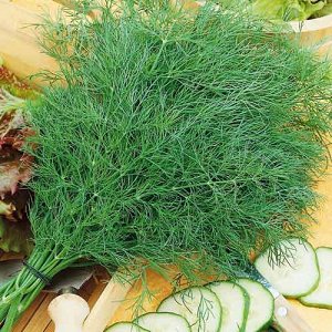 The best varieties of bush dill for a rich green harvest