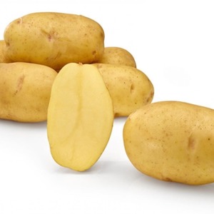 Medium maagang lumalaban sa iba't ibang patatas na Satina, na hindi nangangailangan ng maraming pagsisikap na palaguin