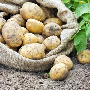Büyümek için fazla çaba gerektirmeyen orta, erken dirençli patates çeşidi Satina