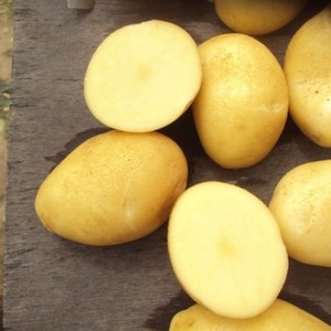 Medium tidig resistent potatisvariant Satina, som inte kräver mycket ansträngning för att odla