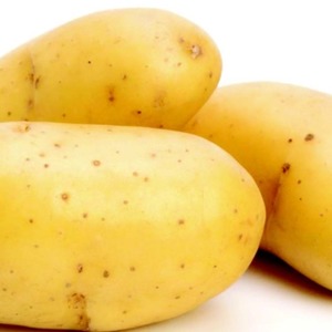Variedad de patata de resistencia media temprana Satina, que no requiere mucho esfuerzo para crecer