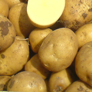 Μεσαία ανθεκτική ποικιλία πατάτας Satina, η οποία δεν απαιτεί πολλή προσπάθεια για να αναπτυχθεί