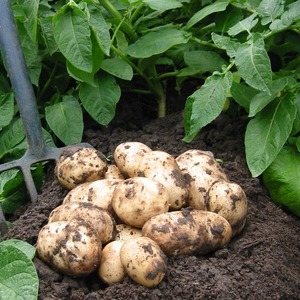 Mittelfrühresistente Satina-Kartoffelsorte, deren Wachstum nicht viel Aufwand erfordert