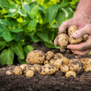 Varietà di patate Satina medio precoce resistente, che non richiede molti sforzi per crescere