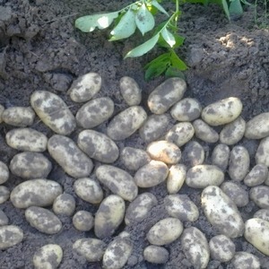 Medium-early resistant Satina potato variety that does not require much effort to grow