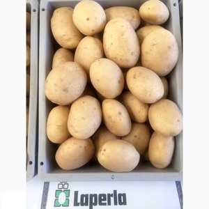 Opis i karakteristike sorte krumpira La Perla