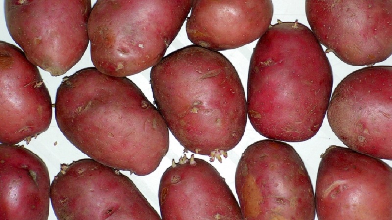 Maagang pagkahinog, patatas-lumalaban patatas iba't-ibang Rosalind