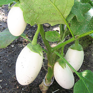 We understand the varieties of eggplant: what are their differences