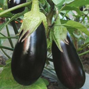 We understand the varieties of eggplant: what are their differences
