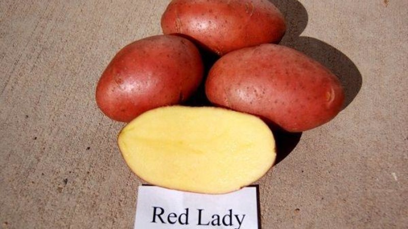 Maagang pagkahinog na lumalaban sa patatas-sari-sari patatas Red Lady para sa matagal na imbakan