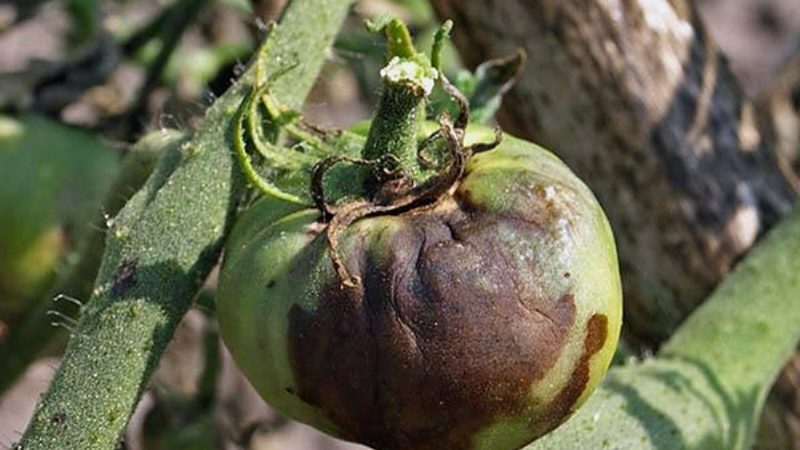 Luchamos contra la popular enfermedad del tomate con métodos populares: cómo tratar los tomates con yodo del tizón tardío