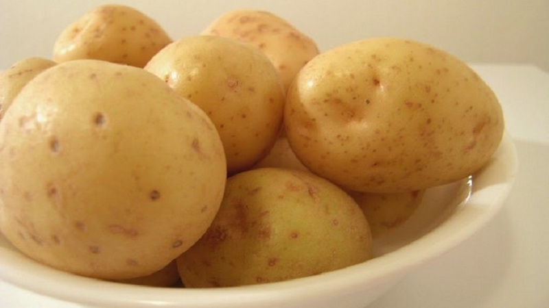 Variété de pommes de terre Molly à maturation précoce et sans prétention