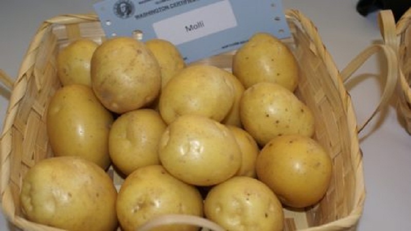 Early ripening and unpretentious variety of Molly potatoes