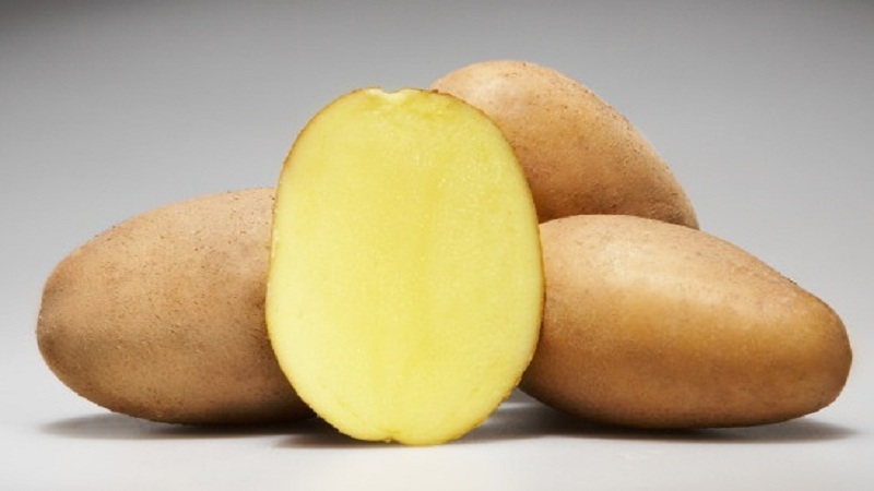 Amadurecimento precoce e variedade despretensiosa de batatas Molly