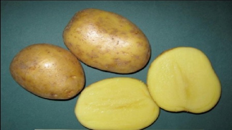 Ankstyva stalo bulvių veislė, nebijanti staigių temperatūros pokyčių, „Madeleine“