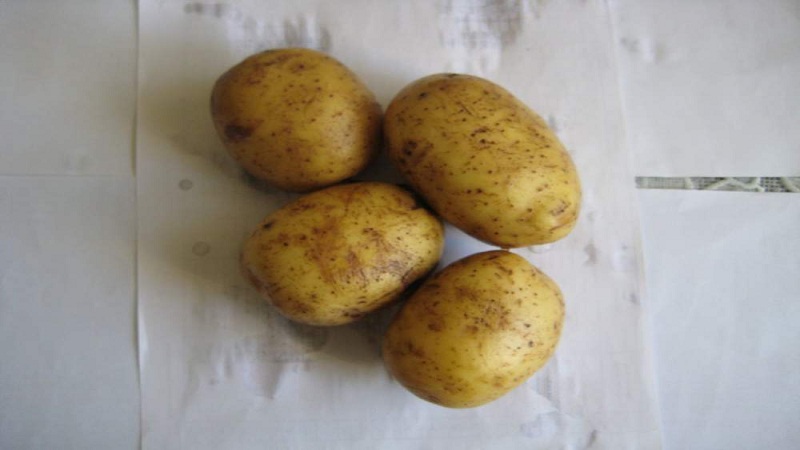 An early table potato variety that is not afraid of sudden changes in temperature, Madeleine