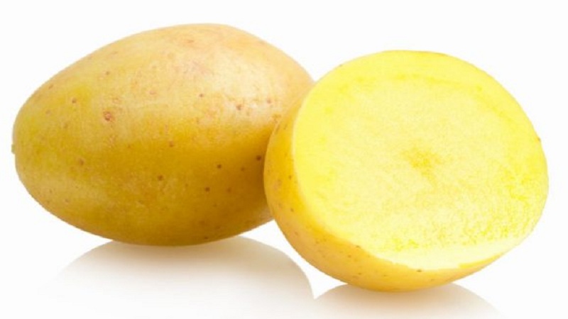 An early table potato variety that is not afraid of sudden changes in temperature, Madeleine