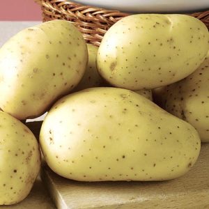 Mataas na patatas na iba't-ibang patatas Giant na may malalaking tubers