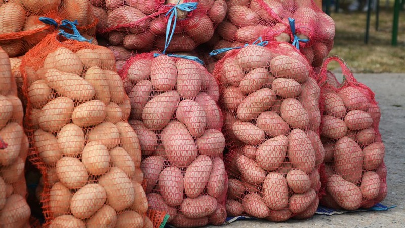 מגוון תפוחי אדמה קשוחים ללפוט אינו חושש ממזג אוויר גרוע
