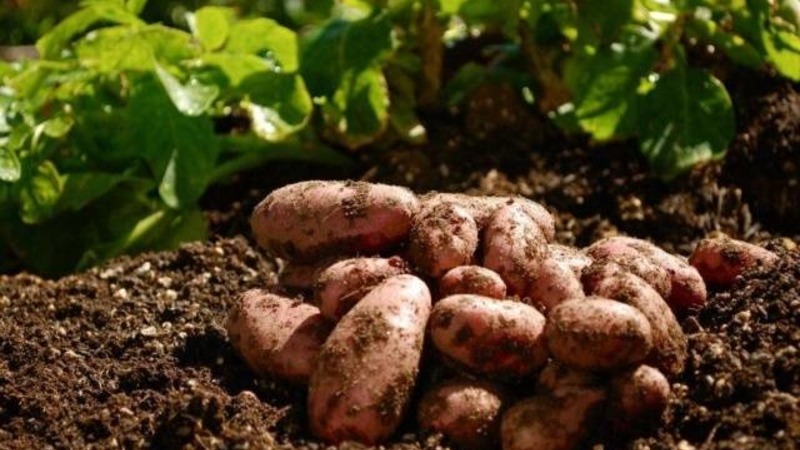 Eine robuste Kartoffelsorte Lapot hat keine Angst vor schlechtem Wetter