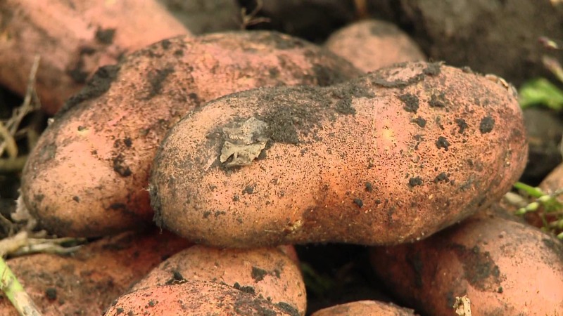 Een winterharde aardappelvariëteit Lapot is niet bang voor slecht weer