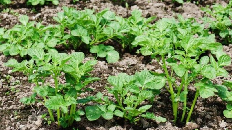 A hardy potato variety Lapot is not afraid of bad weather