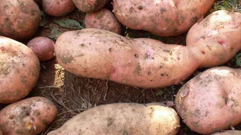 Eine robuste Kartoffelsorte Lapot hat keine Angst vor schlechtem Wetter
