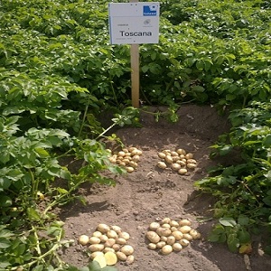 Cartofi rezistente la mijlocul sezonului Toscana
