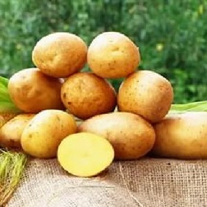 Winterharte Kartoffel Toskana in der Zwischensaison