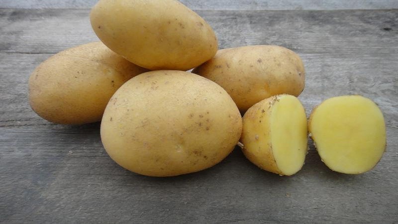 Orta sezon sert patates Toskana