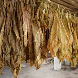 Revisão do tabaco Trapezond 92 e características de seu cultivo