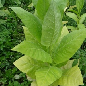 Revisão do tabaco Trapezond 92 e características de seu cultivo