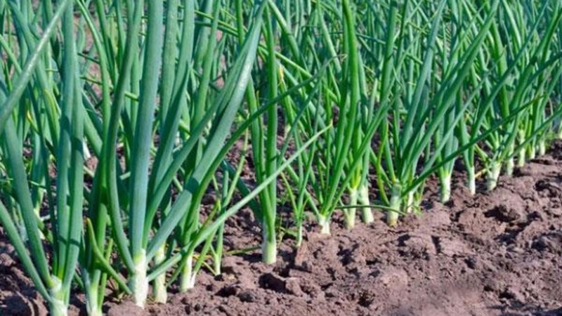 Cebolla establece Sturon: ¿es posible plantar antes del invierno y características de cuidado?