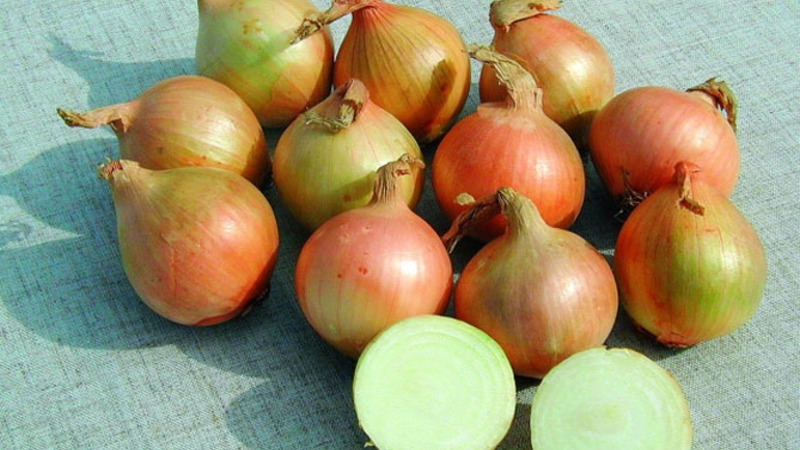 Conjuntos de cebola Sturon: é possível plantar antes do inverno e características de cuidado