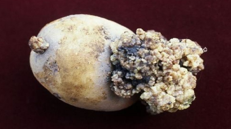 Paano haharapin ang cancer sa patatas at mapanganib para sa mga tao
