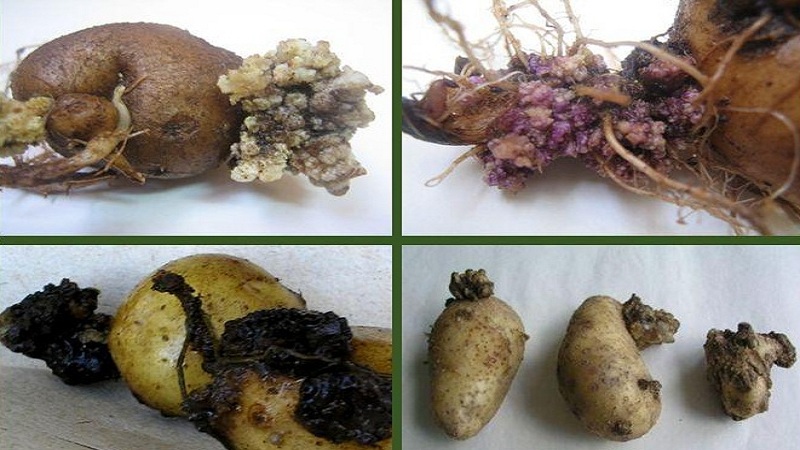 Detaillierte Beschreibungen und wirksame Behandlungen für Kartoffelkrankheiten