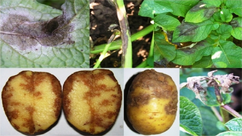 Detaillierte Beschreibungen und wirksame Behandlungen für Kartoffelkrankheiten